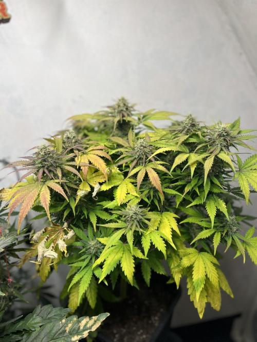 5 Autos 15L | Spider Farmer  SE3000. Week 9