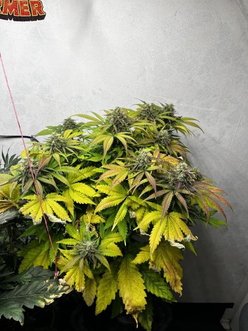 5 Autos 15L | Spider Farmer  SE3000. Week 9