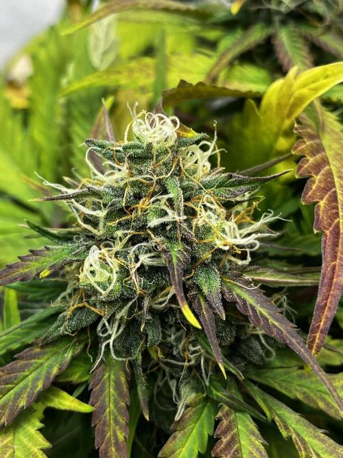 5 Autos 15L | Spider Farmer  SE3000. Week 9