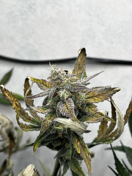5 Autos 15L | Spider Farmer  SE3000. Week 9