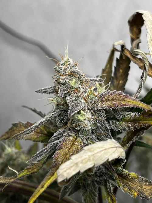 5 Autos 15L | Spider Farmer  SE3000. Week 9