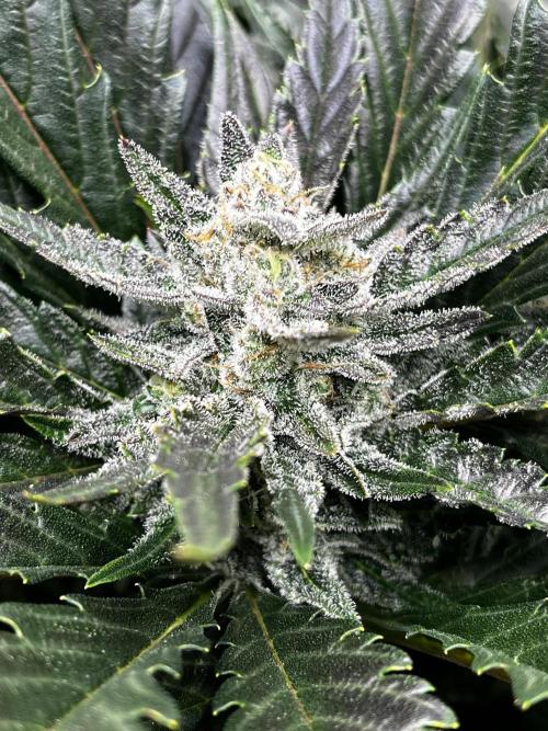 5 Autos 15L | Spider Farmer  SE3000. Week 9