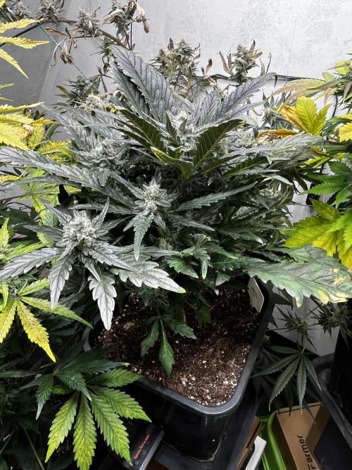 5 Autos 15L | Spider Farmer  SE3000. Week 9