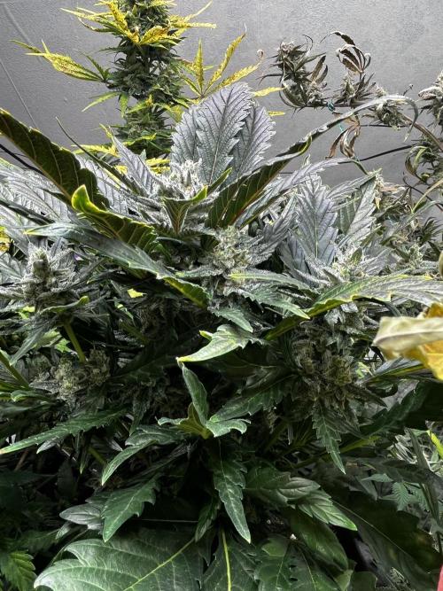 5 Autos 15L | Spider Farmer  SE3000. Week 9