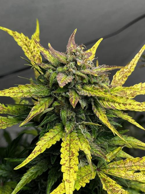 5 Autos 15L | Spider Farmer  SE3000. Week 9