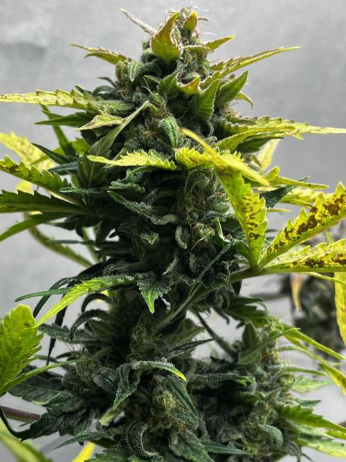5 Autos 15L | Spider Farmer  SE3000. Week 9