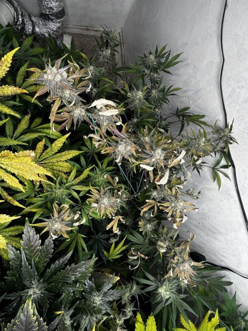 5 Autos 15L | Spider Farmer  SE3000. Week 9