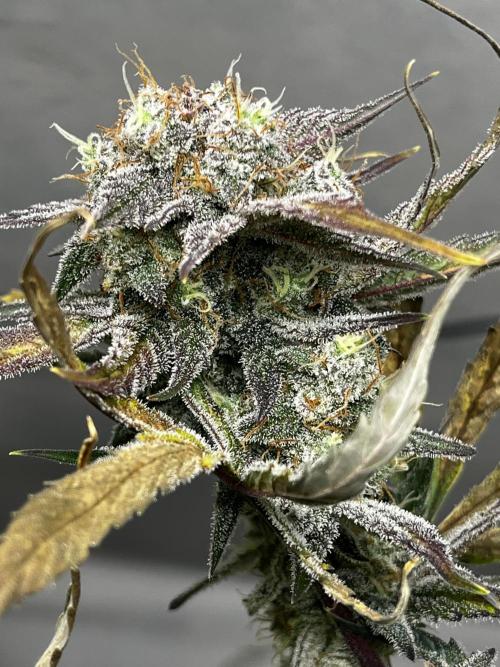 5 Autos 15L | Spider Farmer  SE3000. Week 9