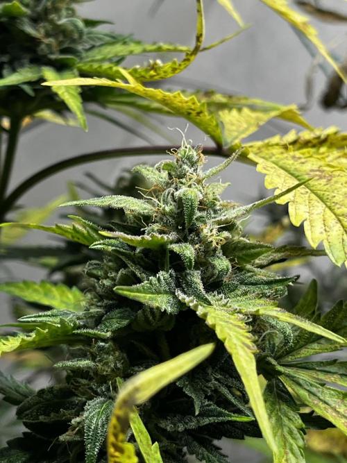 5 Autos 15L | Spider Farmer  SE3000. Week 9