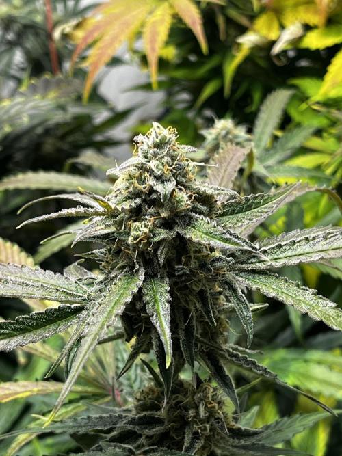 5 Autos 15L | Spider Farmer  SE3000. Week 9