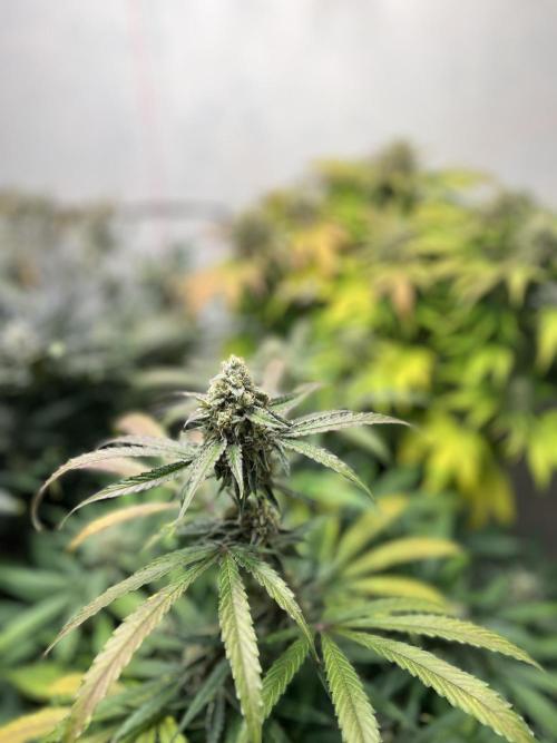 5 Autos 15L | Spider Farmer  SE3000. Week 9