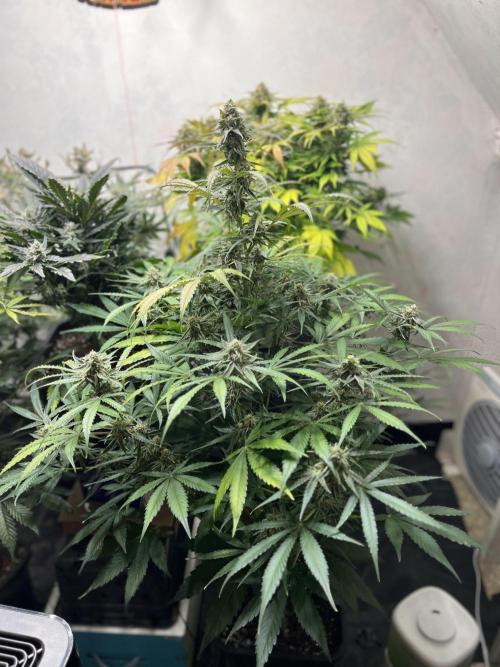 5 Autos 15L | Spider Farmer  SE3000. Week 9