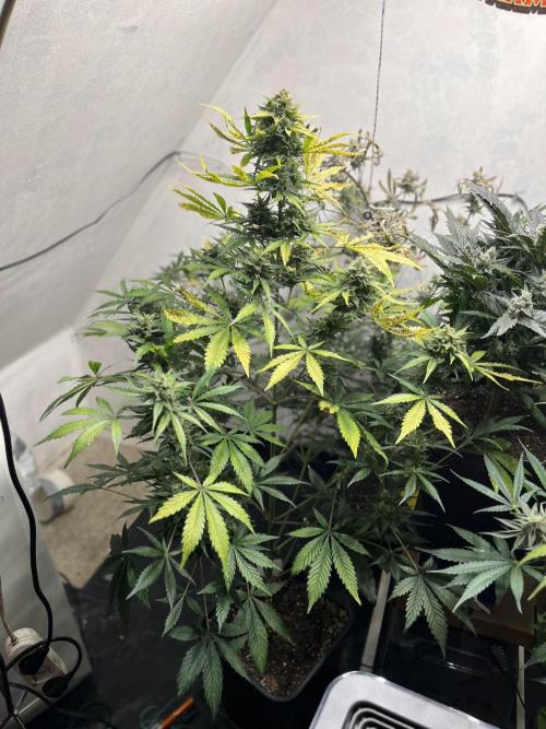 5 Autos 15L | Spider Farmer  SE3000. Week 9