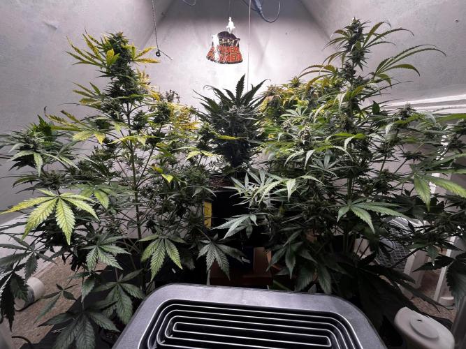 5 Autos 15L | Spider Farmer  SE3000. Week 9