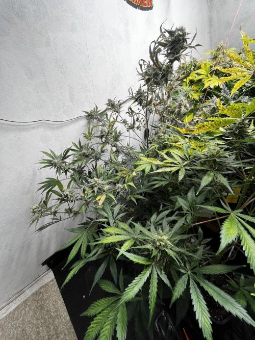 5 Autos 15L | Spider Farmer  SE3000. Week 9