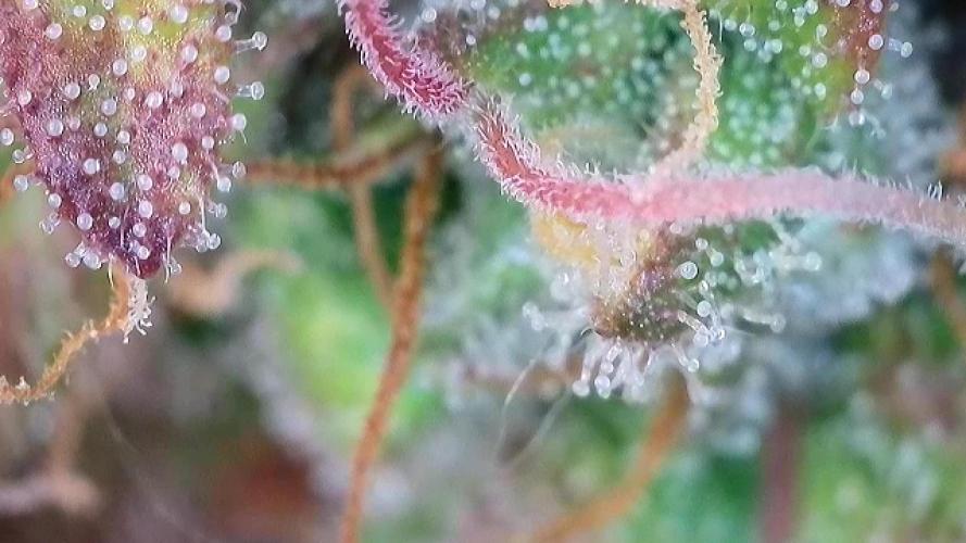 5 Autos 15L | Spider Farmer  SE3000. Week 9