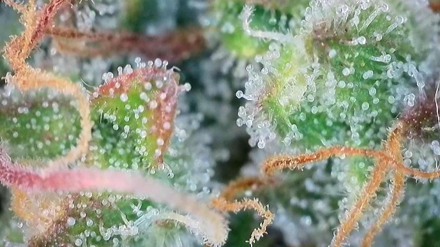 5 Autos 15L | Spider Farmer  SE3000. Week 9