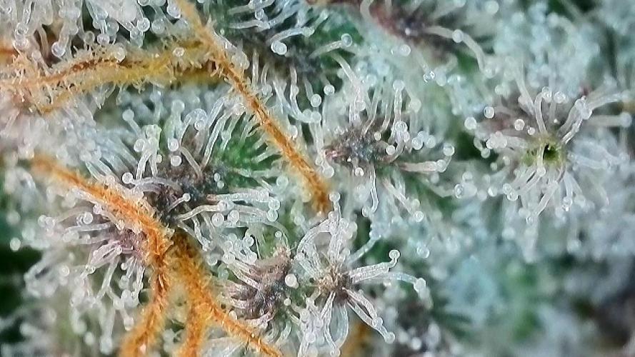 5 Autos 15L | Spider Farmer  SE3000. Week 9