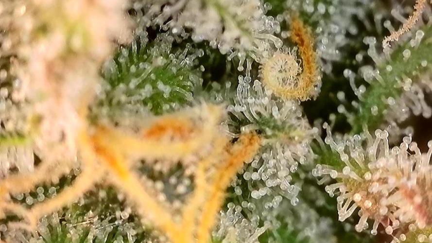 5 Autos 15L | Spider Farmer  SE3000. Week 9