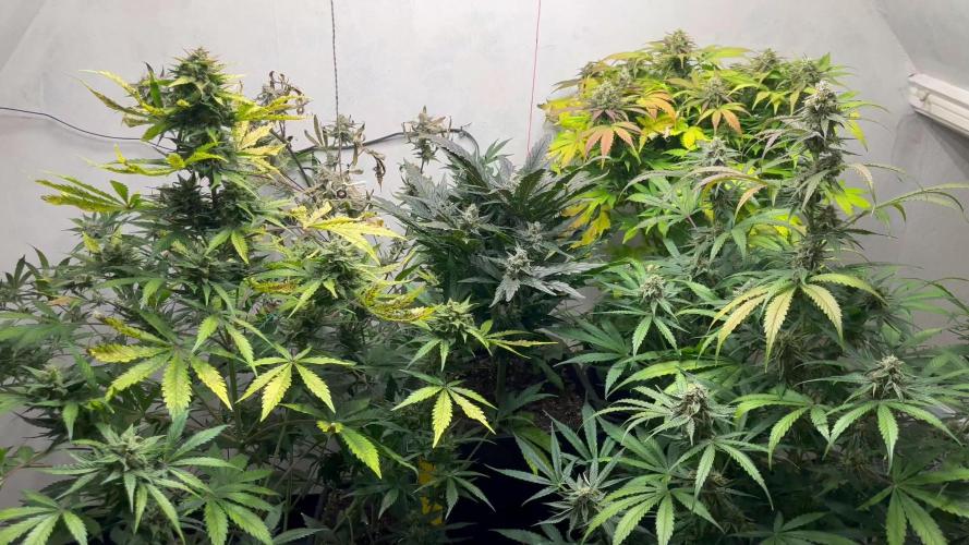 5 Autos 15L | Spider Farmer  SE3000