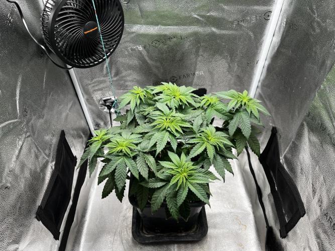Laughing Buddha | SF1000D | solo run. Week 6