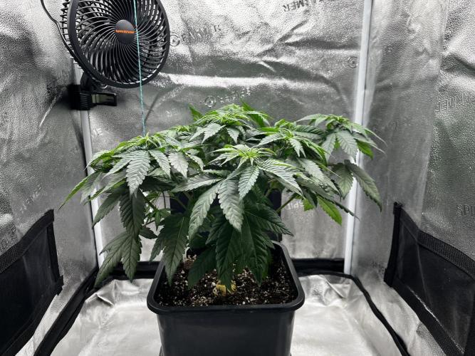 Laughing Buddha | SF1000D | solo run. Week 6