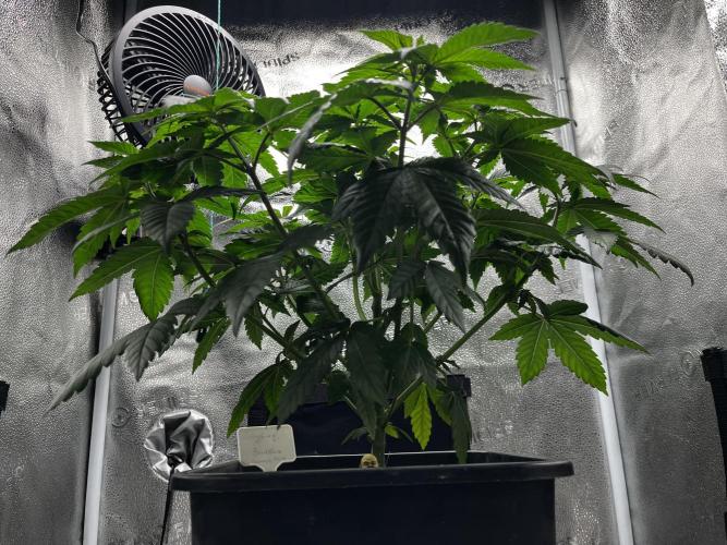 Laughing Buddha | SF1000D | solo run. Week 6