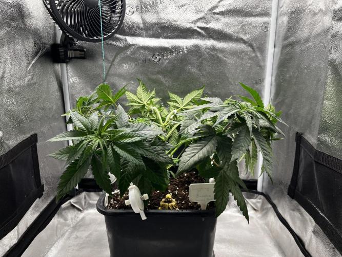 Laughing Buddha | SF1000D | solo run. Week 6