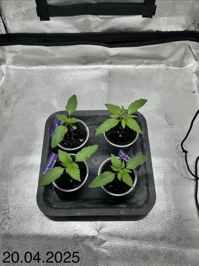 Barney‘s 4 Strain Grow 2025. Week 1