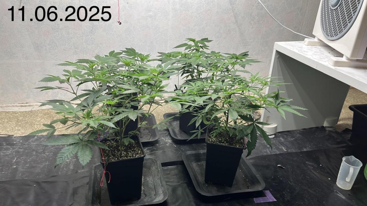 Barney‘s 4 Strain Grow 2025. Week 9