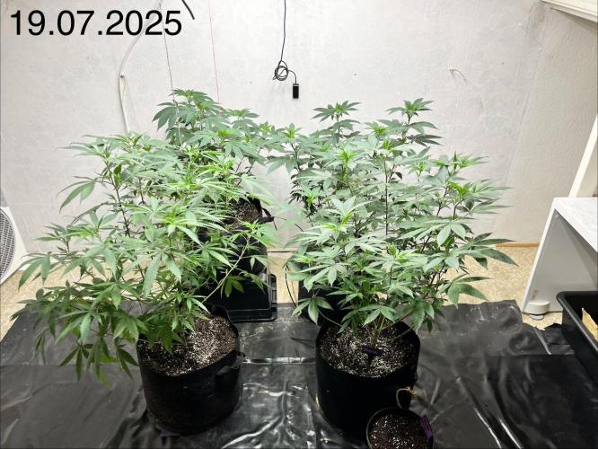 Barney‘s 4 Strain Grow 2025. Week 14