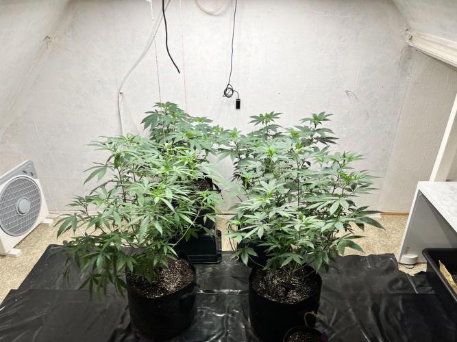 Barney‘s 4 Strain Grow 2025. Week 14
