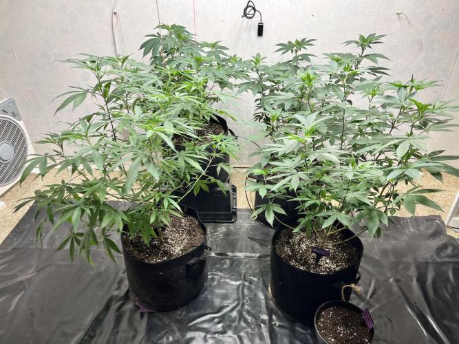 Barney‘s 4 Strain Grow 2025. Week 14