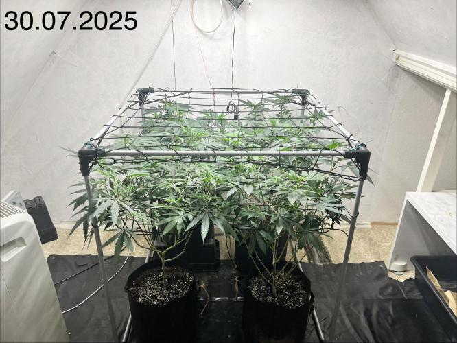 Barney‘s 4 Strain Grow 2025. Week 16