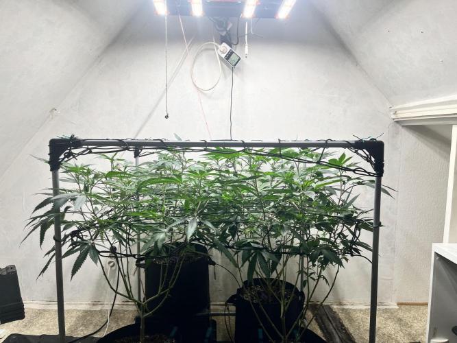 Barney‘s 4 Strain Grow 2025. Week 16