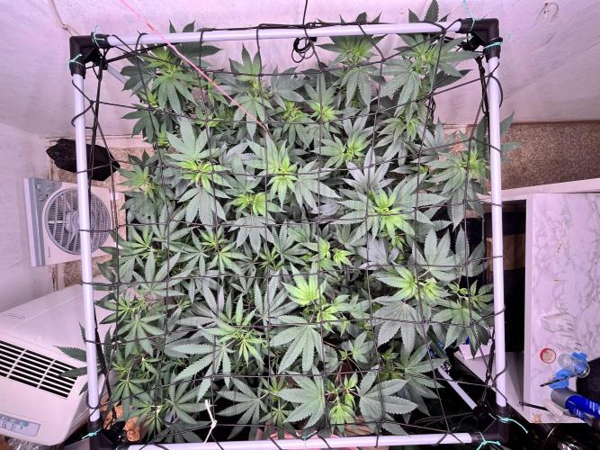 Barney‘s 4 Strain Grow 2025. Week 16