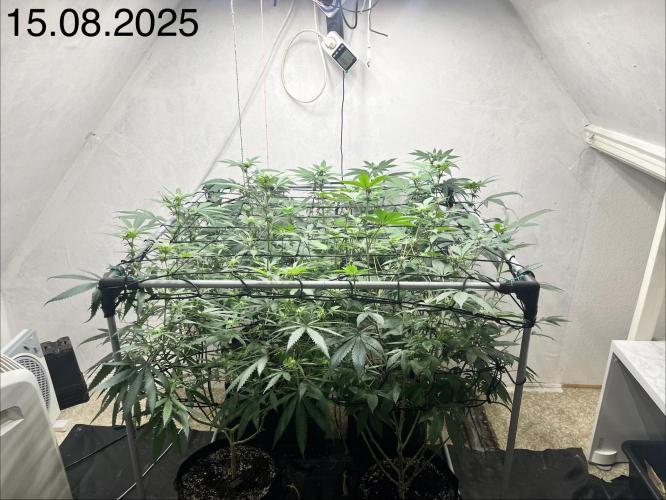 Barney‘s 4 Strain Grow 2025. Week 18
