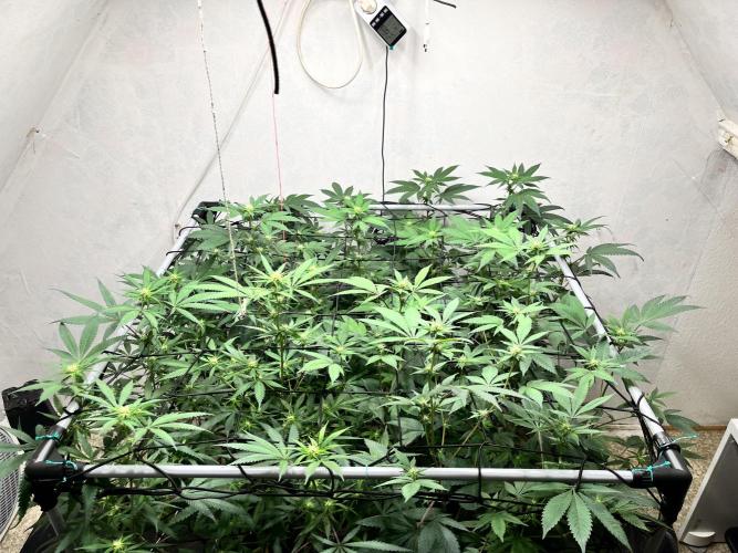 Barney‘s 4 Strain Grow 2025. Week 18