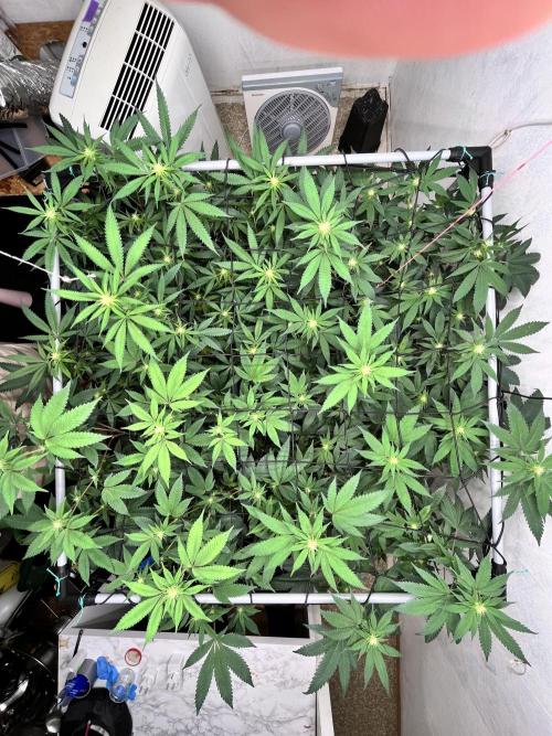 Barney‘s 4 Strain Grow 2025. Week 18