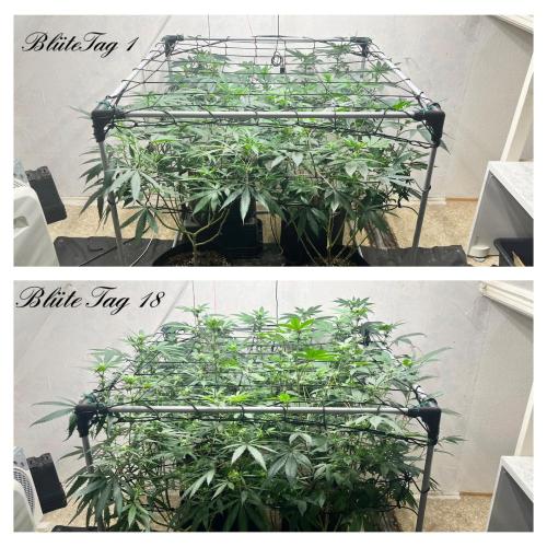 Barney‘s 4 Strain Grow 2025. Week 18