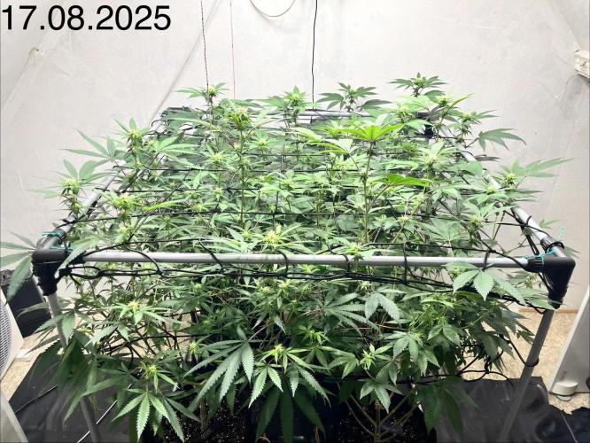 Barney‘s 4 Strain Grow 2025. Week 19