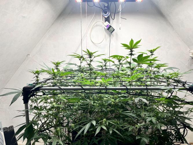 Barney‘s 4 Strain Grow 2025. Week 19