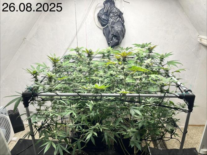 Barney‘s 4 Strain Grow 2025. Week 20