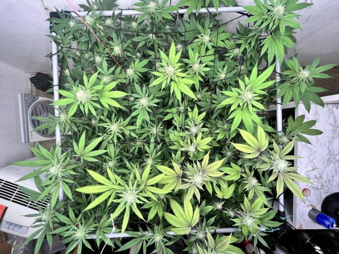 Barney‘s 4 Strain Grow 2025. Week 20