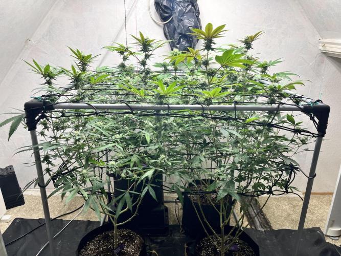 Barney‘s 4 Strain Grow 2025. Week 20