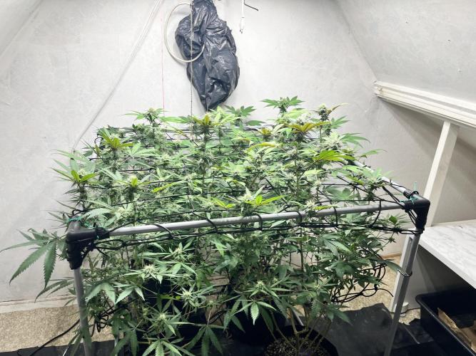 Barney‘s 4 Strain Grow 2025. Week 20