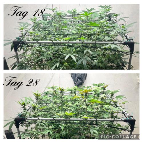 Barney‘s 4 Strain Grow 2025. Week 20