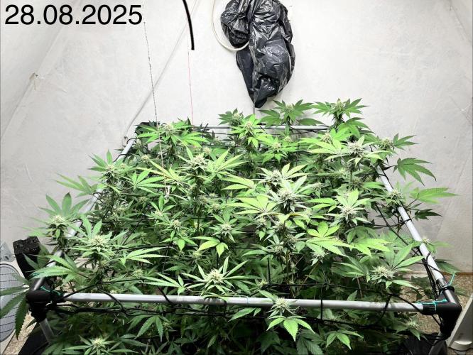 Barney‘s 4 Strain Grow 2025. Week 20