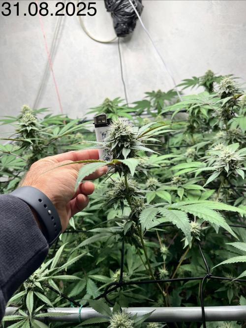 Barney‘s 4 Strain Grow 2025. Week 20