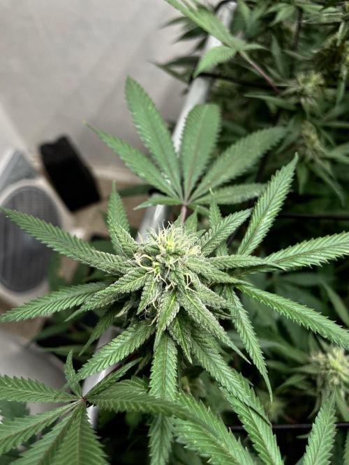Barney‘s 4 Strain Grow 2025. Week 21